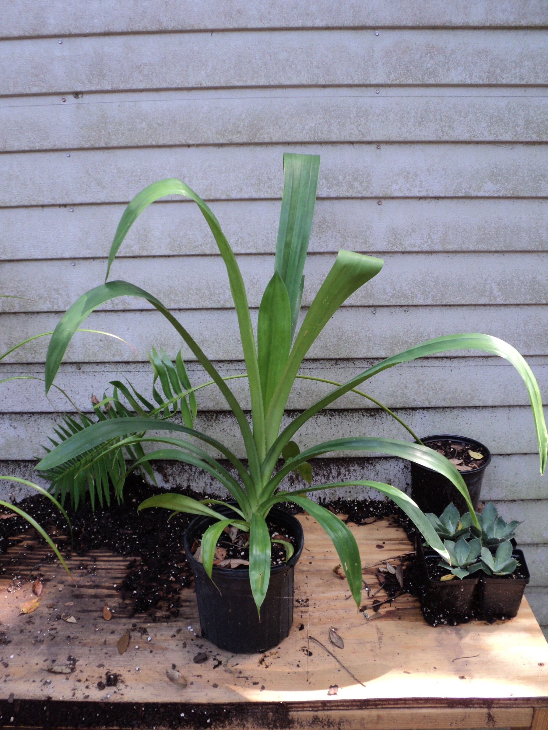 Pandanus Monotheca For Sale PalmTalk